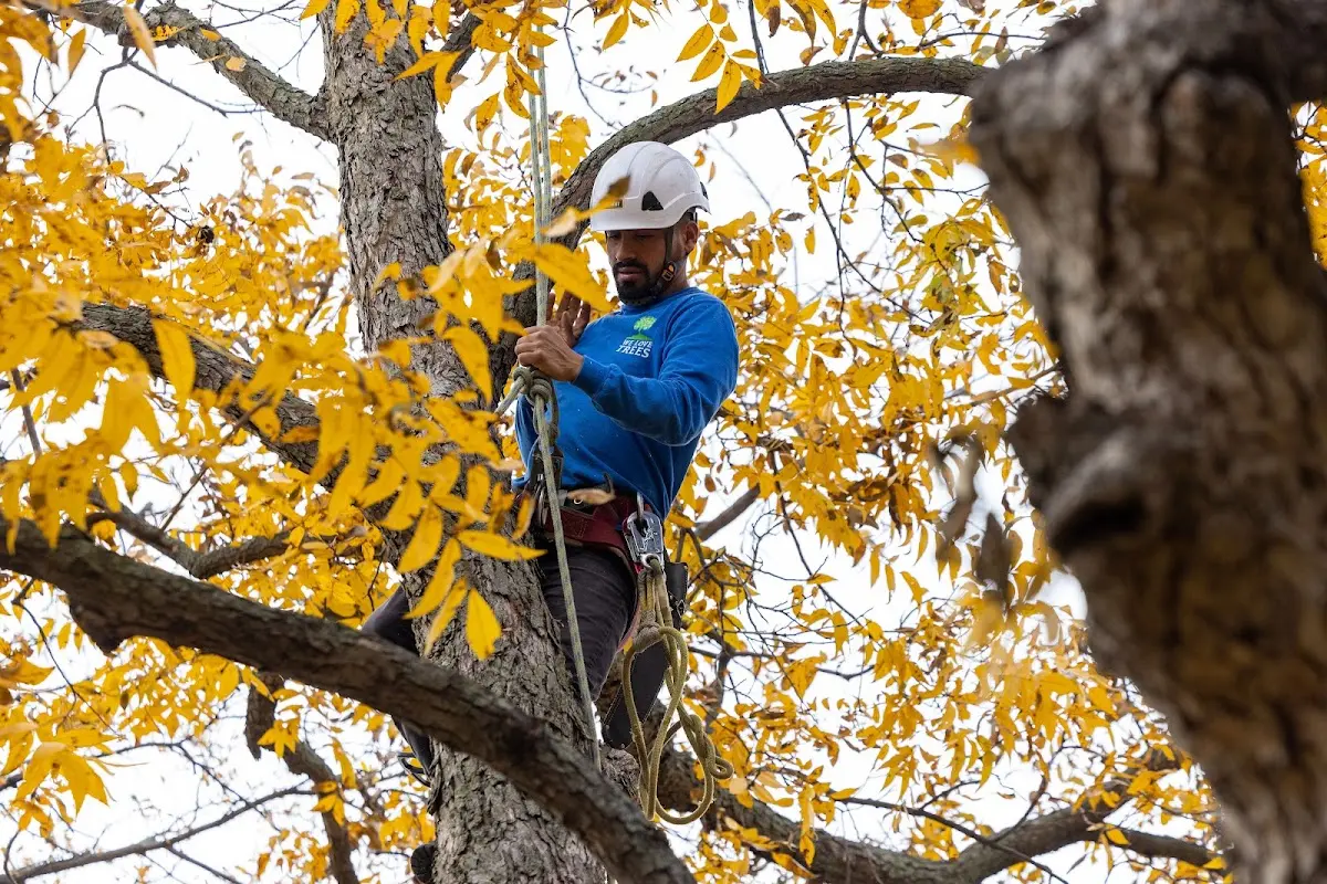 Skilled Tree Transplanting crew working in Willow