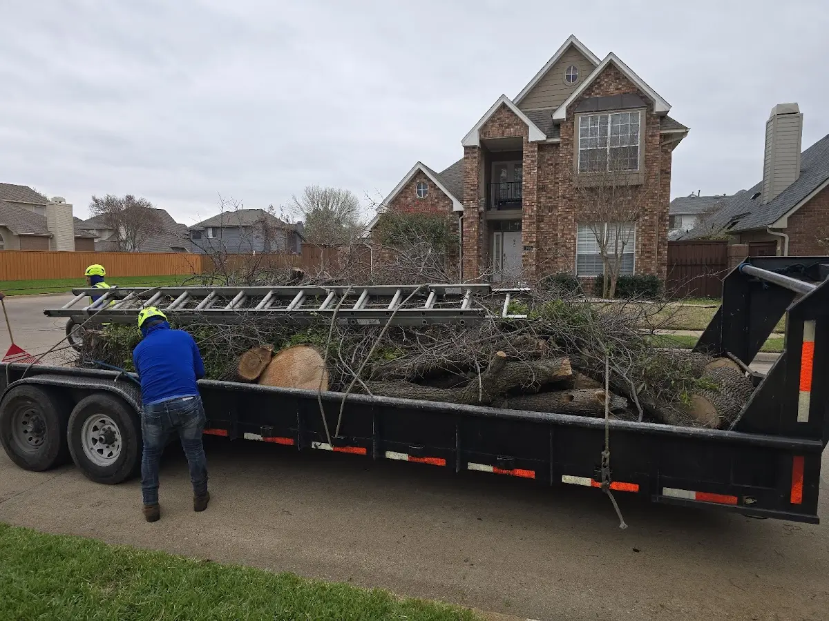 Expert Crown Reduction with proper safety equipment in Willow